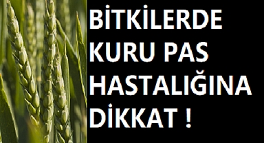 Bitkilerde Kuru Pas Hastalığına Dikkat