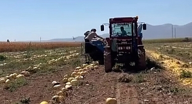 Coğrafi İşaretli Çerezlik Kabak hasadı başladı