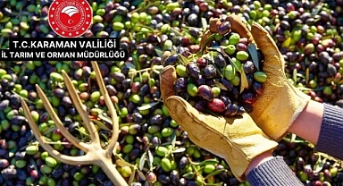 Karaman’da Zeytin Yetiştiriciliği Eğitimi Düzenlenecek