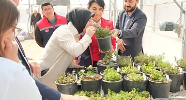 Tarım Lisesi’nde Yenilikçi Üretim: Çikolatalı, Limonlu ve Çilekli Naneler Seralarda Yetişiyor