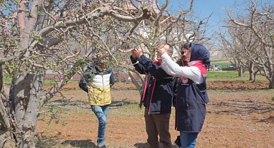 Elma Bahçelerinde Fenolojik Gözlem