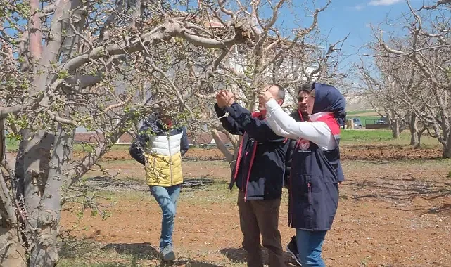 Elma Bahçelerinde Fenolojik Gözlem