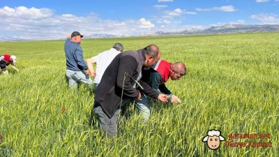 Ayrancı’da Dolu ve Selden Etkilenen Tarım Arazilerinde İnceleme