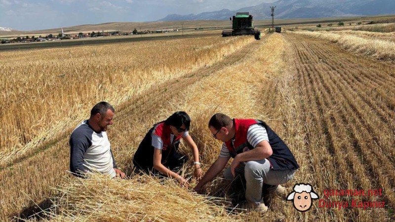 Kazımkarabekir’de Yılın İlk Hububat Hasadı Başladı