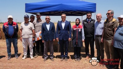 Karaman'da Buğday Hasadı Başladı: Vali Çiçek Tarlalarda