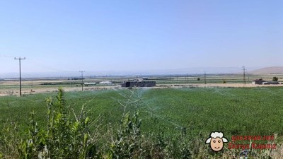 Karaman'da Yem Bitkisi Destekleme Alanlarında Kontroller Yapıldı