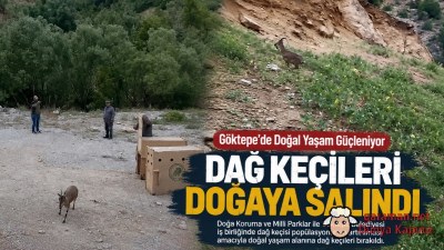 Göktepe'de Doğal Yaşam Güçleniyor: Dağ Keçileri Doğaya Salındı